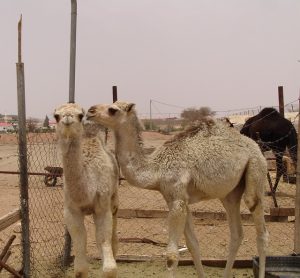 Taif Gezisi