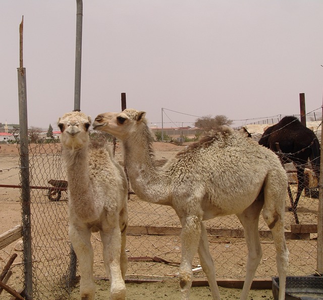 Taif Gezisi